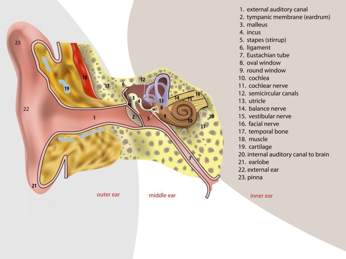 Anatomy of the Inner Ear